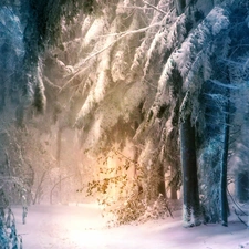 ligh, forest, flash, Przebijające, winter, sun, luminosity