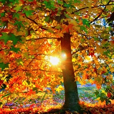 maple, west, sun, Autumn