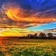 Meadow, west, sun, Flowers