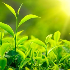 green ones, rays, sun, plants