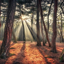 rays of the Sun, forest, pine