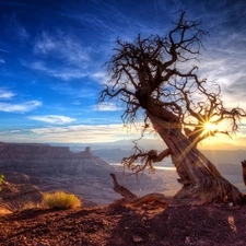 sun, rays, trees, west, canyon