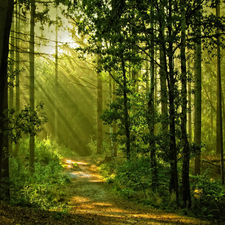 sun, forest, rays