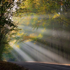 sun, rays, autumn, Przebijające, forest