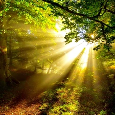 sun, forest, rays