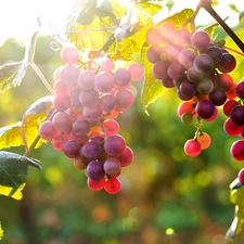 sun, Grapes, rays