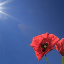 Red, rays, sun, papavers