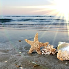 sea, rays, sun, Shells