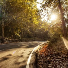 Way, rays, sun, forest