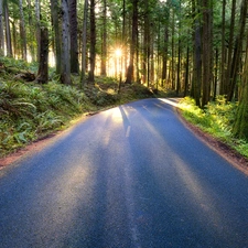 Way, rays, sun, forest