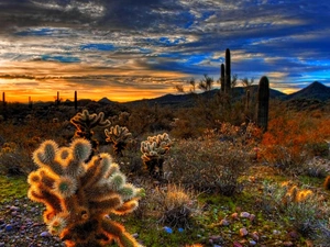 west, Cactus, Mountains, sun