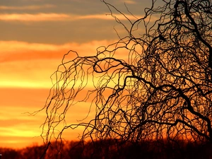 west, Twigs, willow, sun