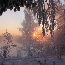 sun, winter, field, rays, forest