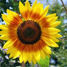 Sunflower