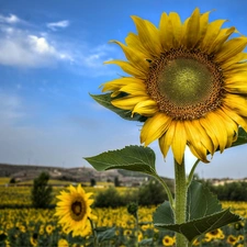 Sunflower