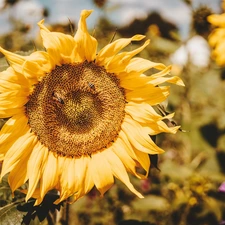 Sunflower, Bees