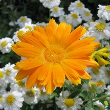 Marigold Medical, Orange, Colourfull Flowers