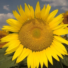 Colourfull Flowers, Yellow, Sunflower