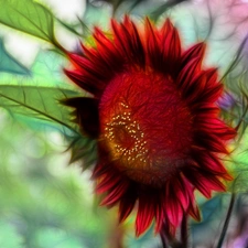 Sunflower decorative, Fractalius