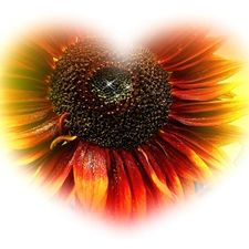 Heart, Sunflower