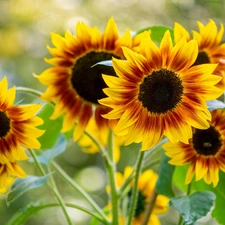 blur, Flowers, Nice sunflowers