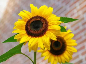 developed, Flowers, Nice sunflowers