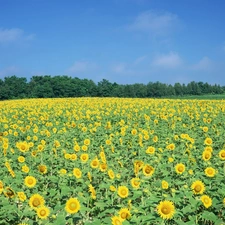 Field, sunflowers