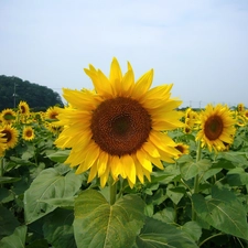 Field, sunflowers