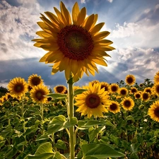Field, sunflowers