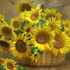 sunflowers, basket, full