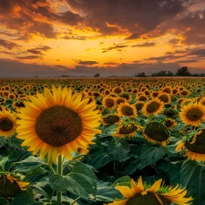 trees, Field, Great Sunsets, clouds, viewes, Nice sunflowers