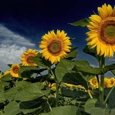 line, sunflowers