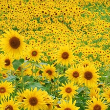 Meadow, sunflowers