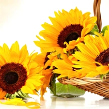 basket, Nice sunflowers