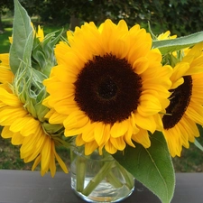 Vase, bouquet, sunflowers, glass