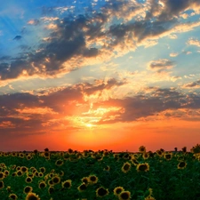 west, Field, sunflowers, sun