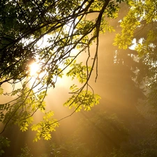 viewes, forest, sunny, autumn, rays, trees