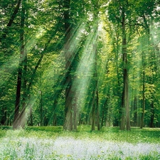 sunny, forest, rays