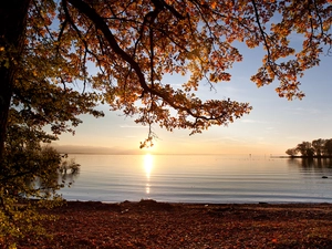 viewes, Sunrise, Bodensee, trees, Austria