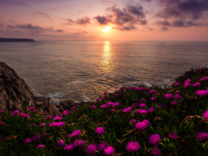 Asturias, Spain, Bay of Biscay, sea, Sunrise, clouds, rocks, Flowers, coast