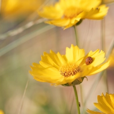 Early Sunrise, Flowers, ladybird, Yellow