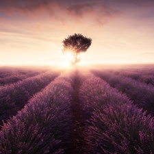 Fog, Sunrise, lavender, trees, Field