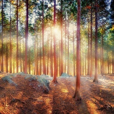 Sunrise, forest, morning