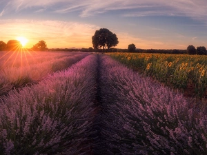 Sunrise, field, viewes, Nice sunflowers, trees, Narrow-Leaf Lavender