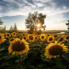 trees, Field, River, Sunrise, viewes, Nice sunflowers