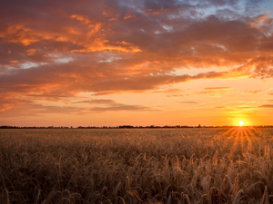 Great Sunsets, corn, clouds, Cornfield