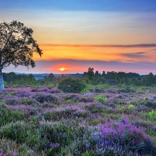 trees, birch-tree, heath, Heather ordinary, Great Sunsets