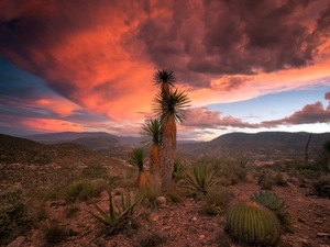Desert, Cactus, Great Sunsets, Joshua trees
