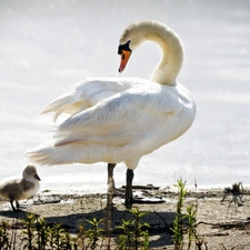 Swan