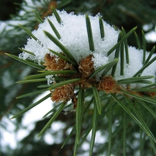 needles, twig, Swierk, A snow-covered